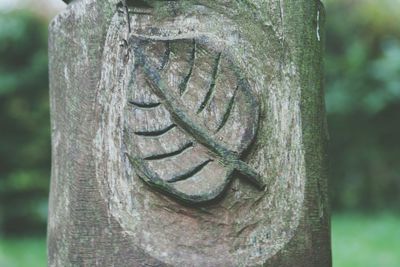 Close-up of tree trunk