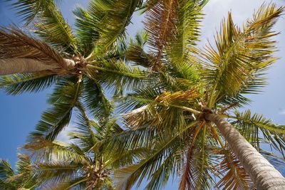 Low angle view of palm trees against sky