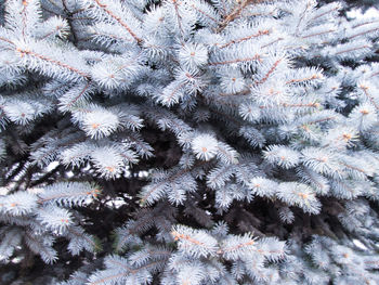 Full frame shot of snowflakes