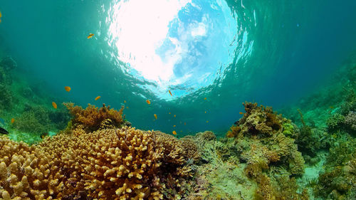 View of fish swimming underwater