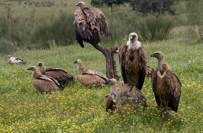 Flock of birds on field