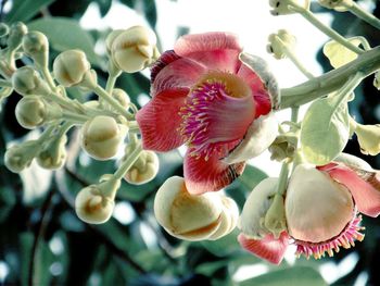 Close-up of pink flowers