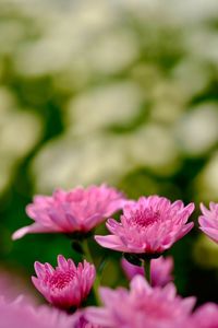 Close-up of pink water lily