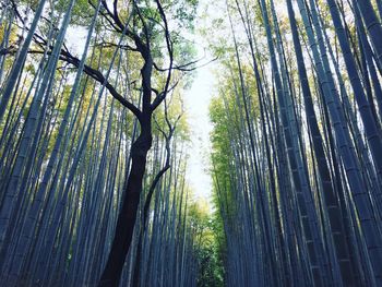 Low angle view of bamboo trees in forest