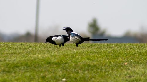 Bird flying in a field