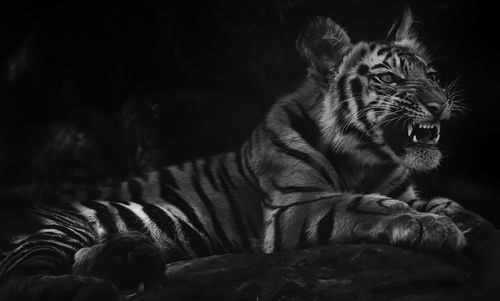 Close-up of tiger looking away against black background