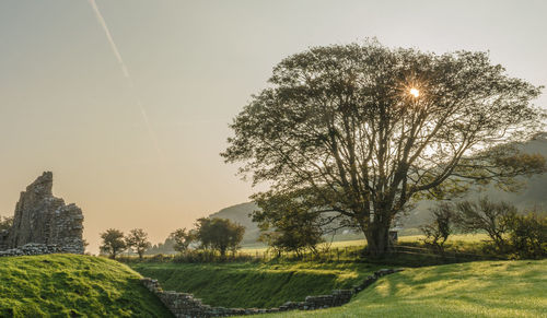 Sun shining through trees on grassy field