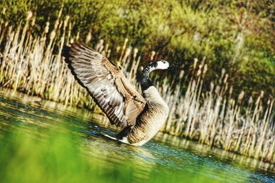 Tilt image of goose swimming in lake
