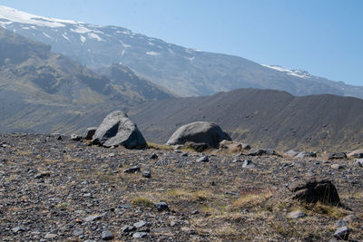 View of a reptile on a mountain