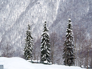 Snow covered pine trees in forest