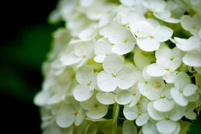 Close-up of white hydrangea flowers blooming at park