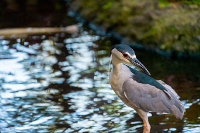 Close-up of heron perching on a lake