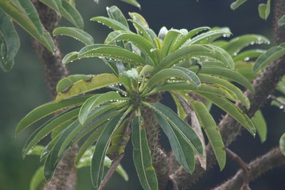 Close-up of fresh green plant