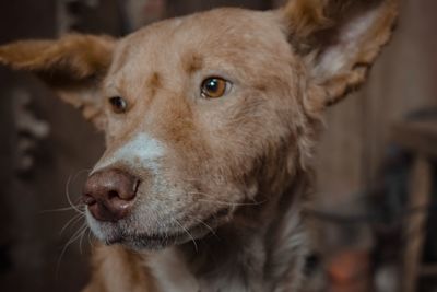 Close-up portrait of dog