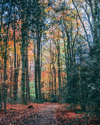 Trees in forest during autumn