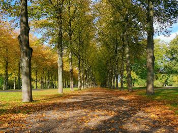 Trees in park during autumn