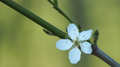 Close-up of cherry blossoms in spring