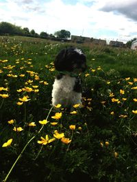 Close-up of dog on field against sky