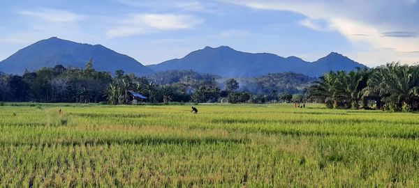 Scenic view of field against sky