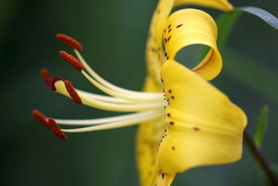 Close-up of yellow flowering plant