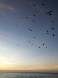 Flock of birds flying over sea