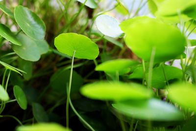 Close-up of green leaves