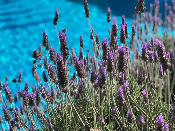 Close-up of purple flowering plants on field