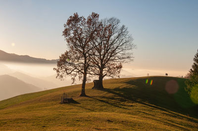 Bare tree on field against sky during sunset