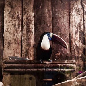 Close-up of bird perching on wood