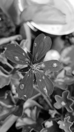 Close-up of flower blooming outdoors