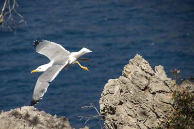 Close-up of seagull flying over lake