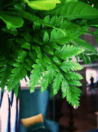 Close-up of fresh green plant