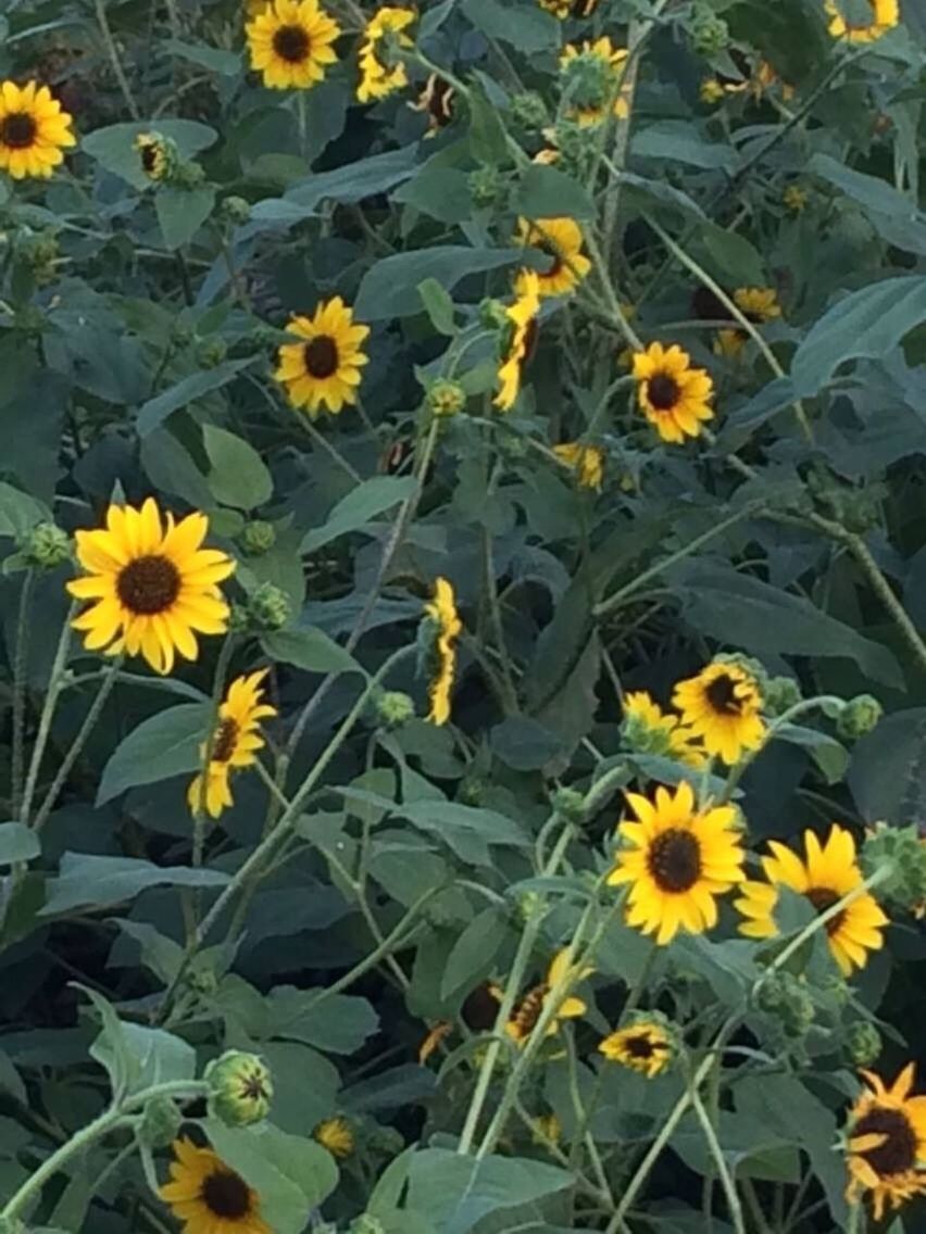 YELLOW FLOWERS BLOOMING IN PLANT