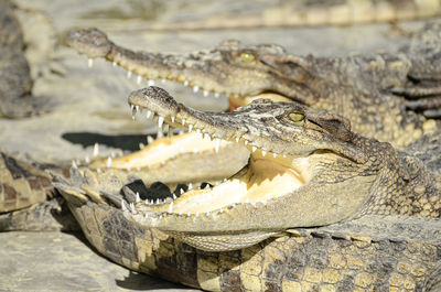 Freshwater crocodile, siamese crocodile  in close farm.