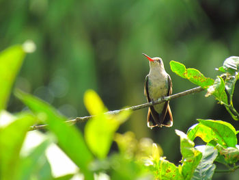 Close-up of bird perching on tree