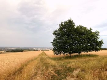 Tree on field against sky