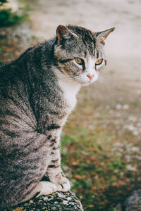 Close-up of a cat looking away