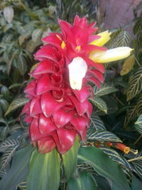 Close-up of red flower blooming outdoors