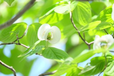 Close-up of white flowering plant