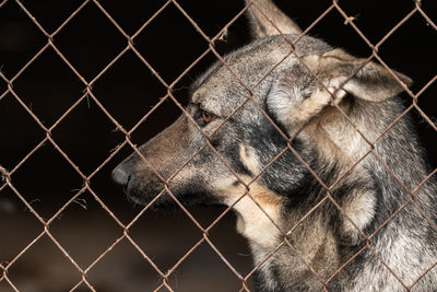 Close-up of monkey in cage