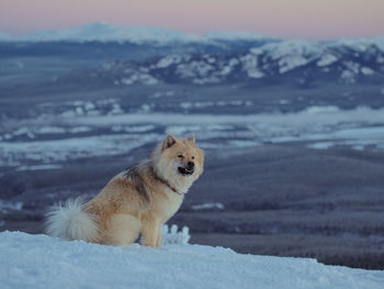Dog running on snow covered field