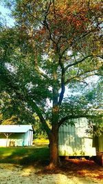 Trees growing in park