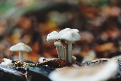 Close-up of mushroom growing outdoors