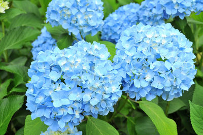 Close-up of blue hydrangea flowers