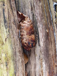 Close-up of lizard on tree trunk