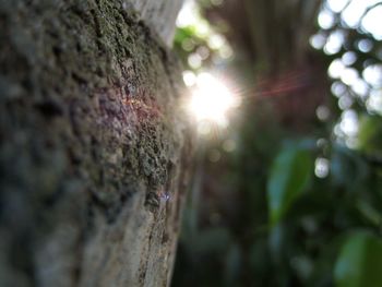 Close-up of tree trunk