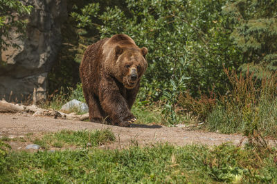 View of an animal on field