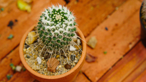 High angle view of potted cactus plants