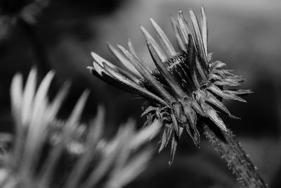 Close-up of corny flower