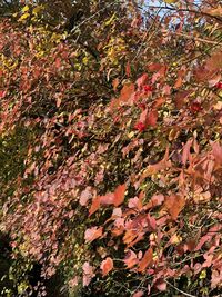 High angle view of maple leaves on tree